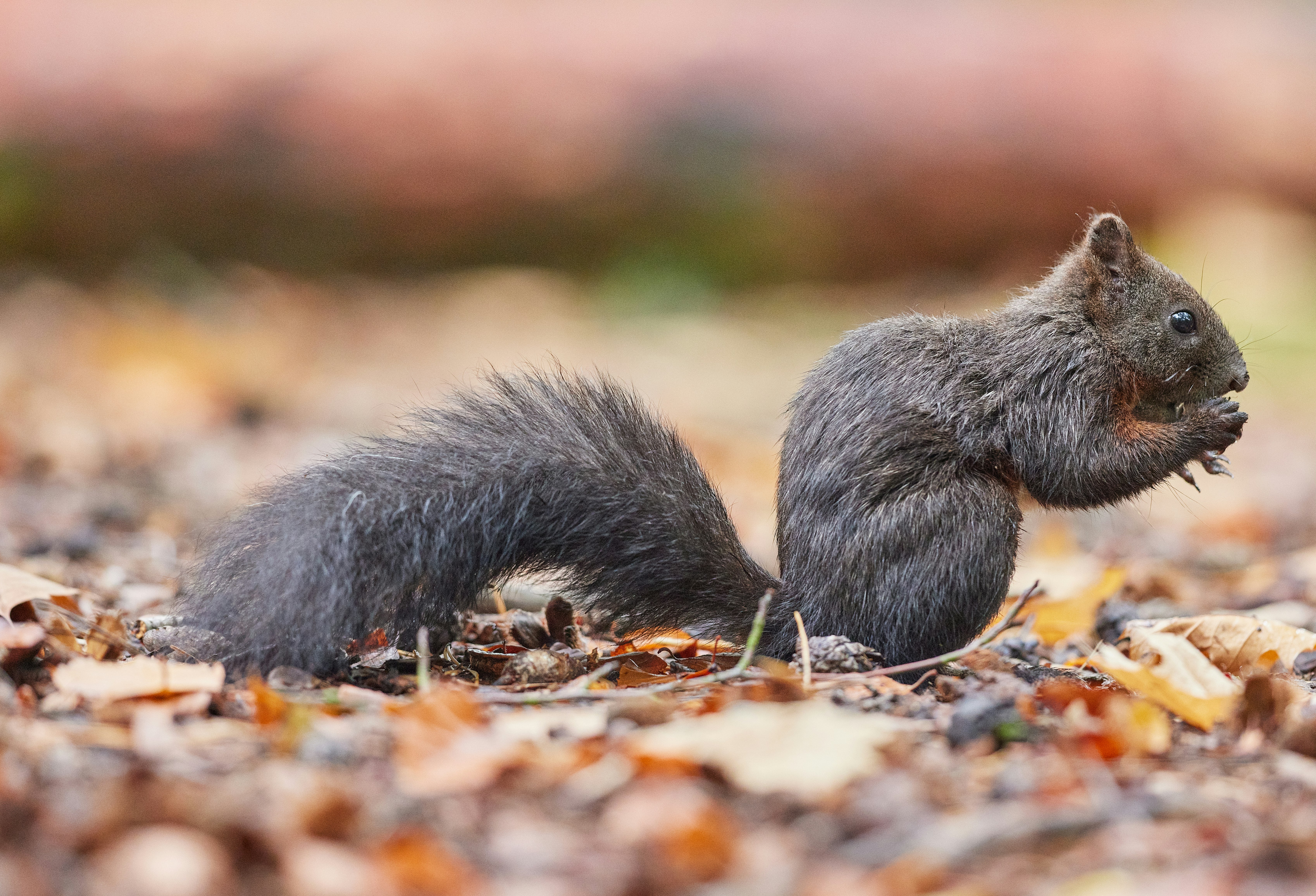 gray squirrel on brown dried leaves